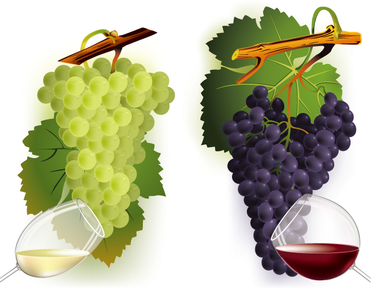 free vector Wine and grapes vector 2